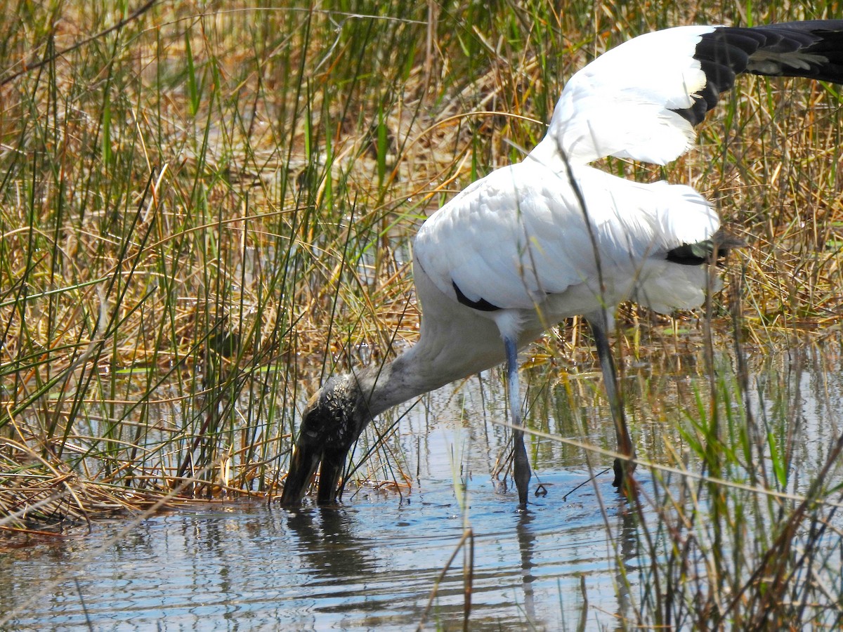 Wood Stork - ML634137282