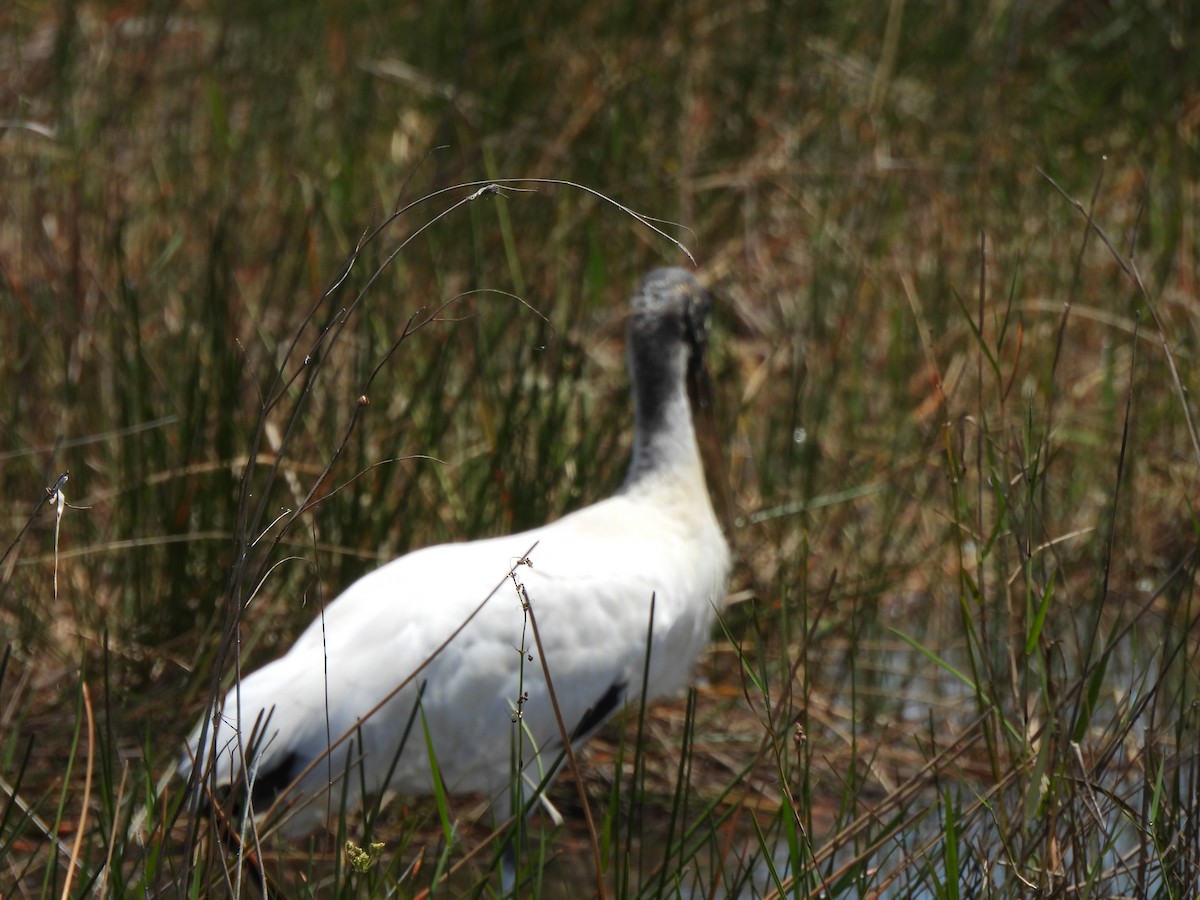Wood Stork - ML634137283