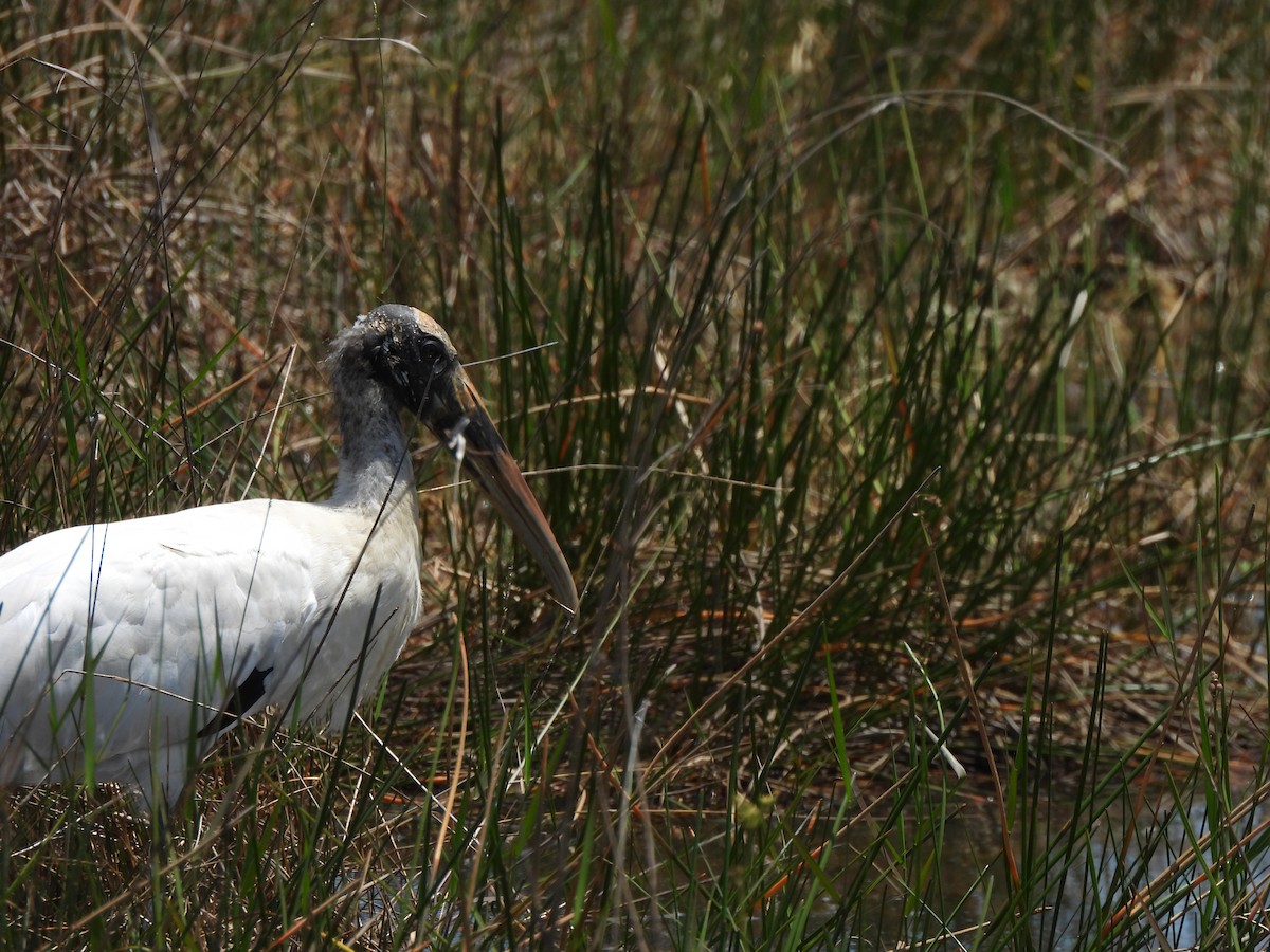 Wood Stork - ML634137284