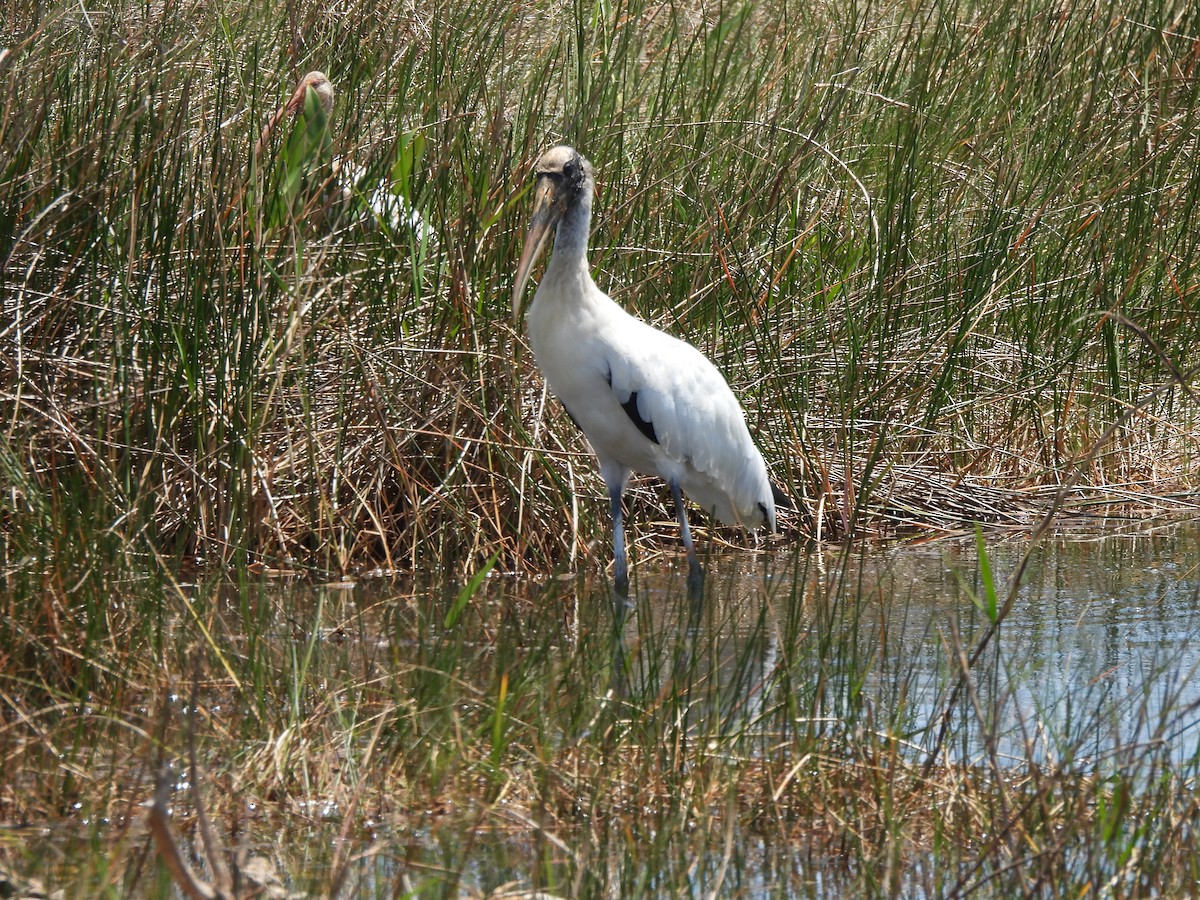 Wood Stork - ML634137289