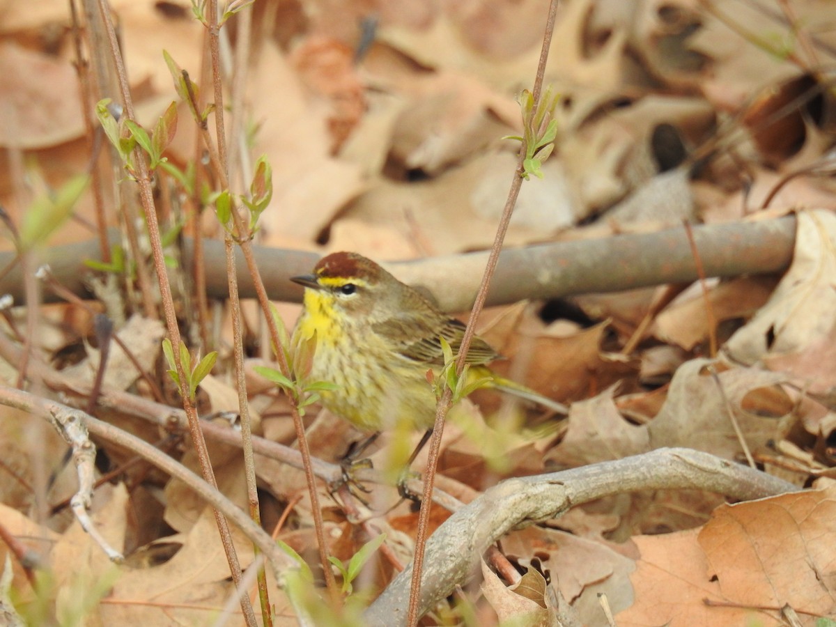 Palm Warbler - ML634137305