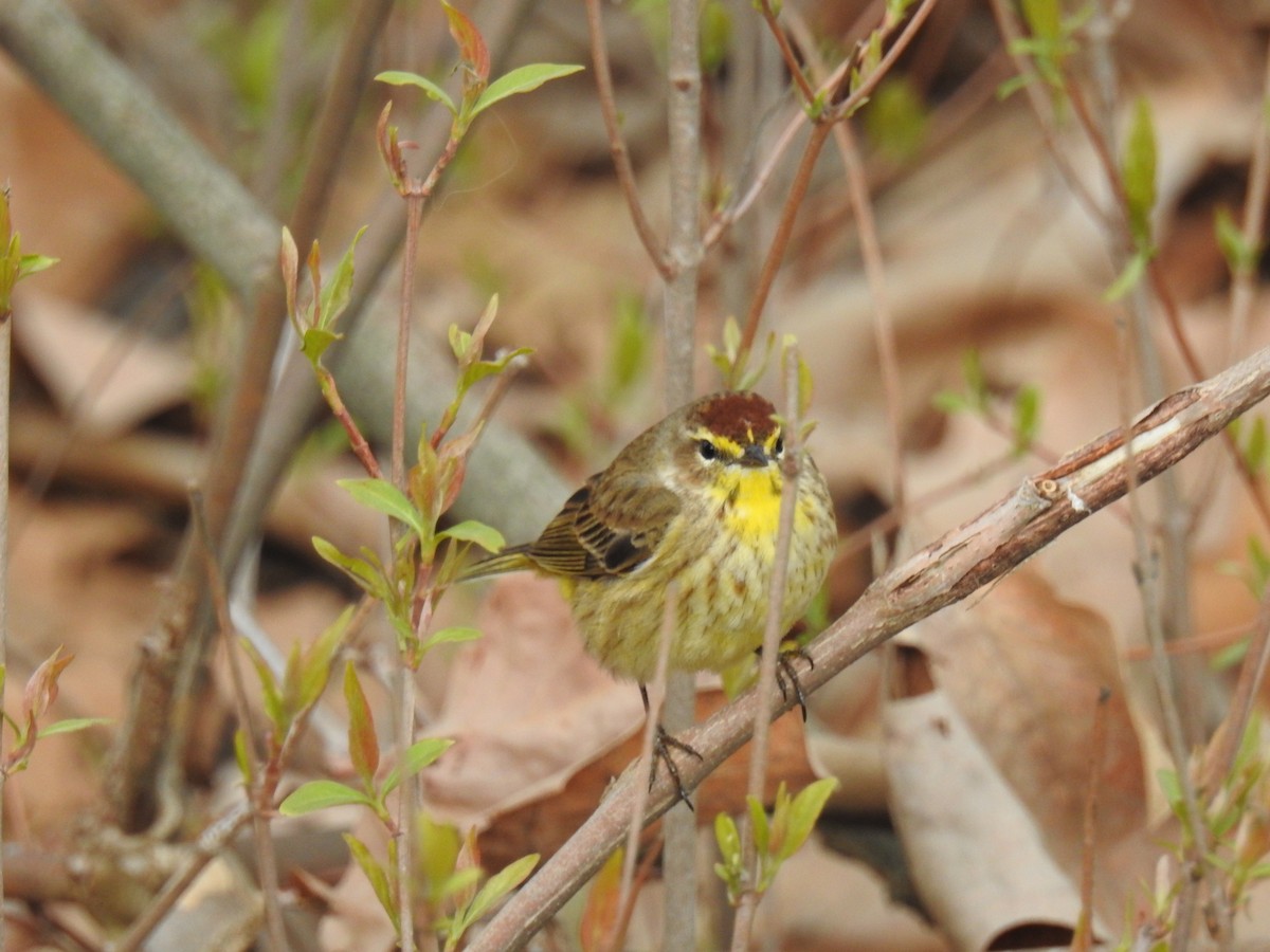 Palm Warbler - ML634137306