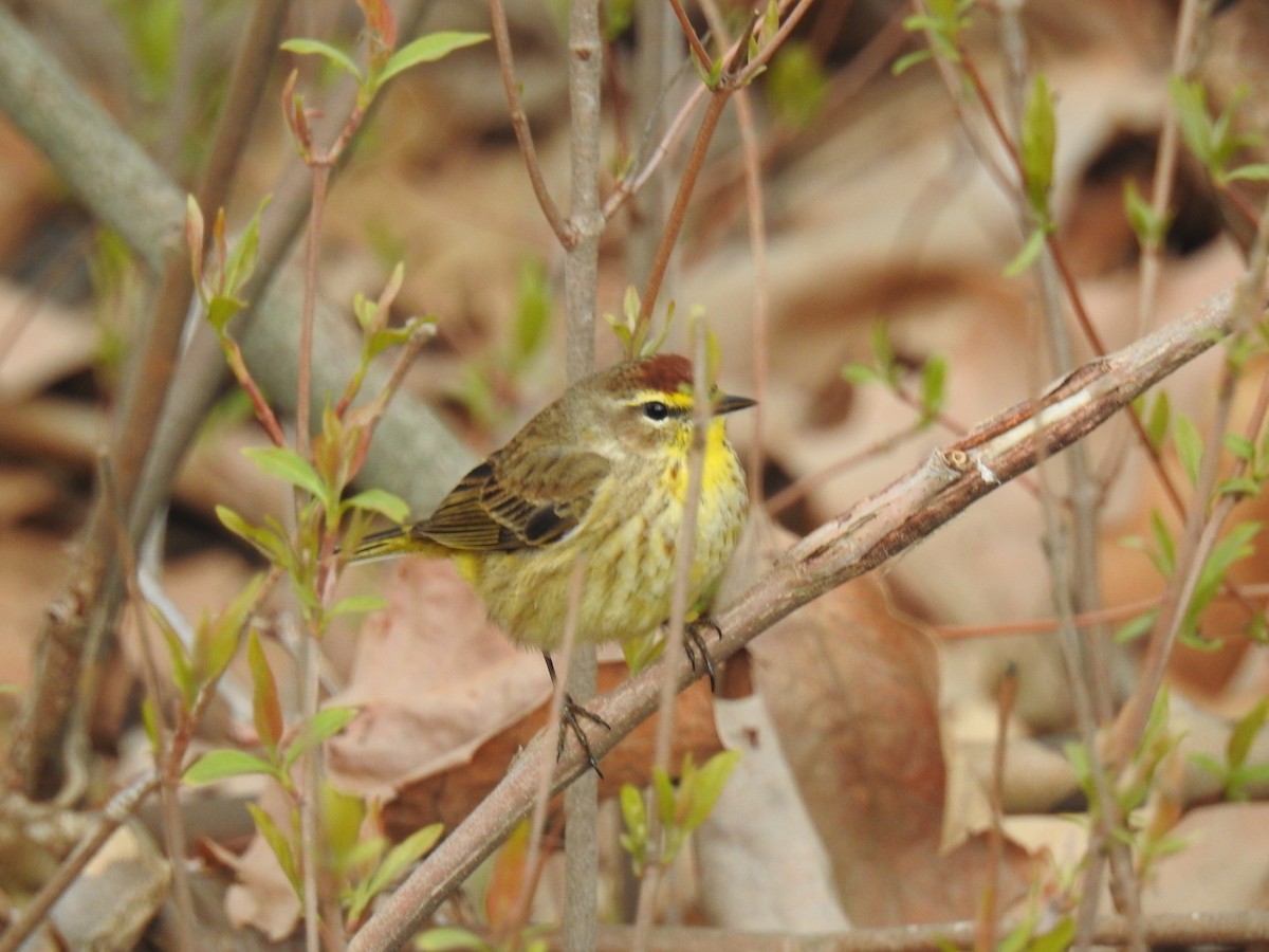 Palm Warbler - ML634137307