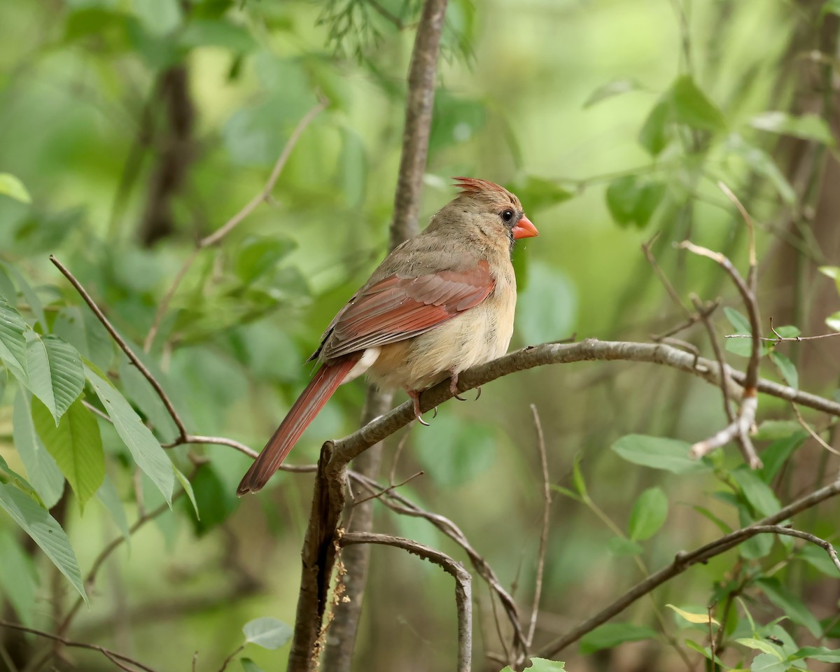 Northern Cardinal - ML634137318