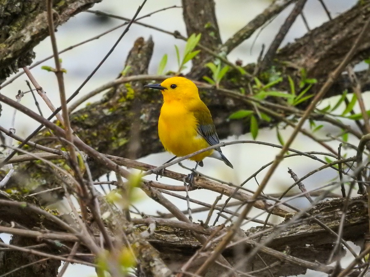 Prothonotary Warbler - ML634137320