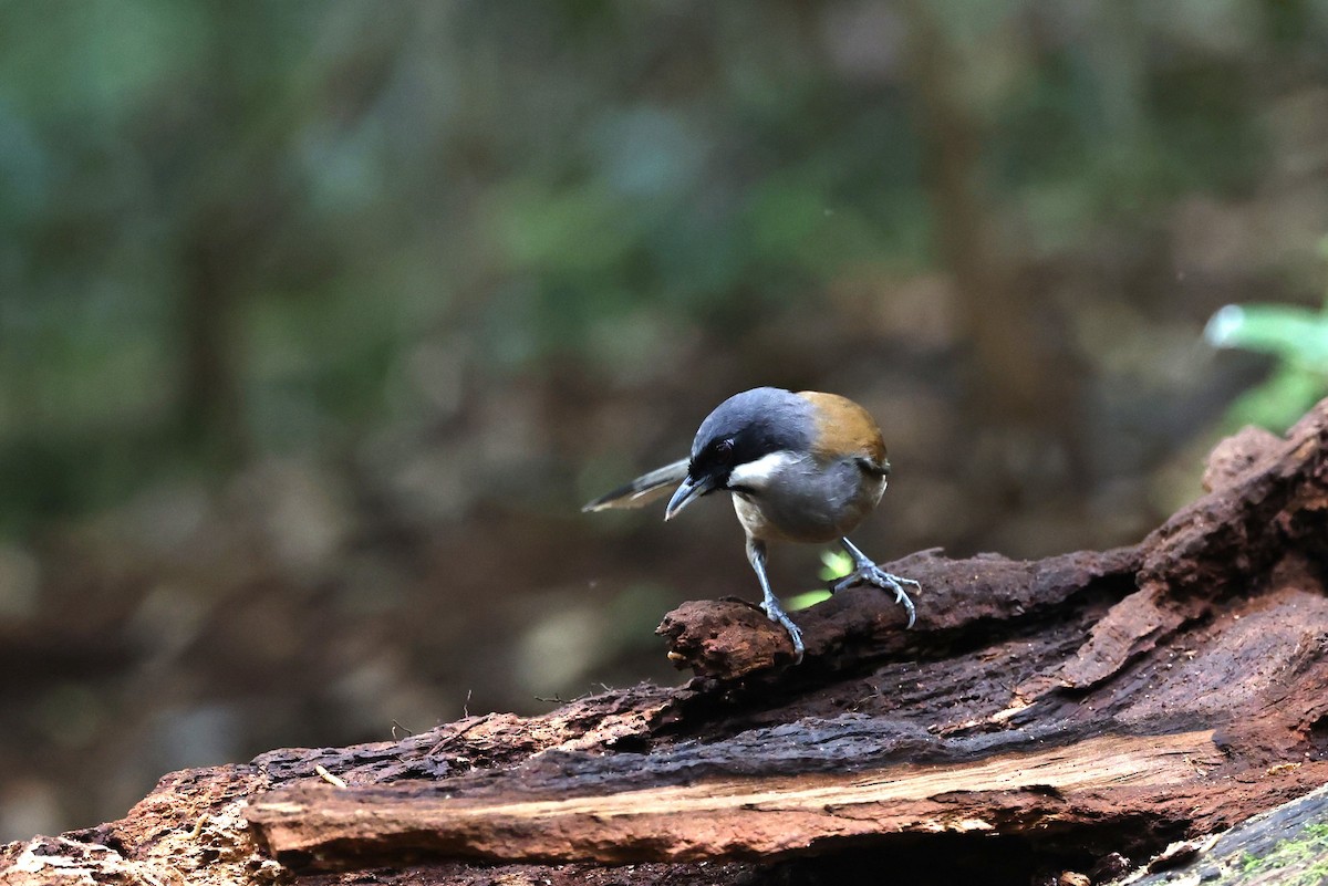 White-cheeked Laughingthrush - ML634137356