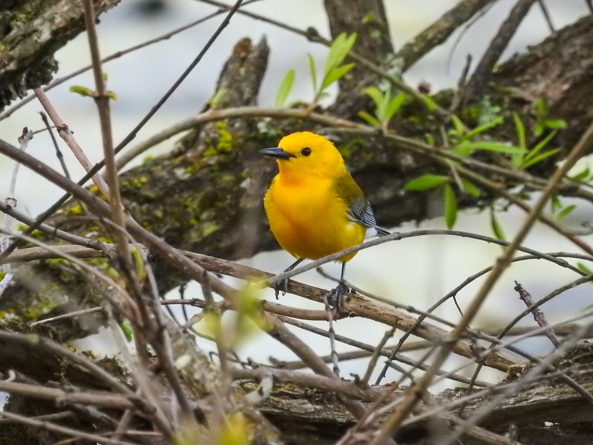 Prothonotary Warbler - ML634137412