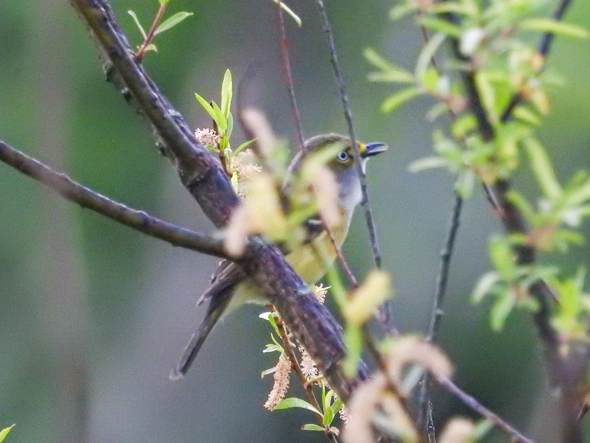 White-eyed Vireo - ML634137524