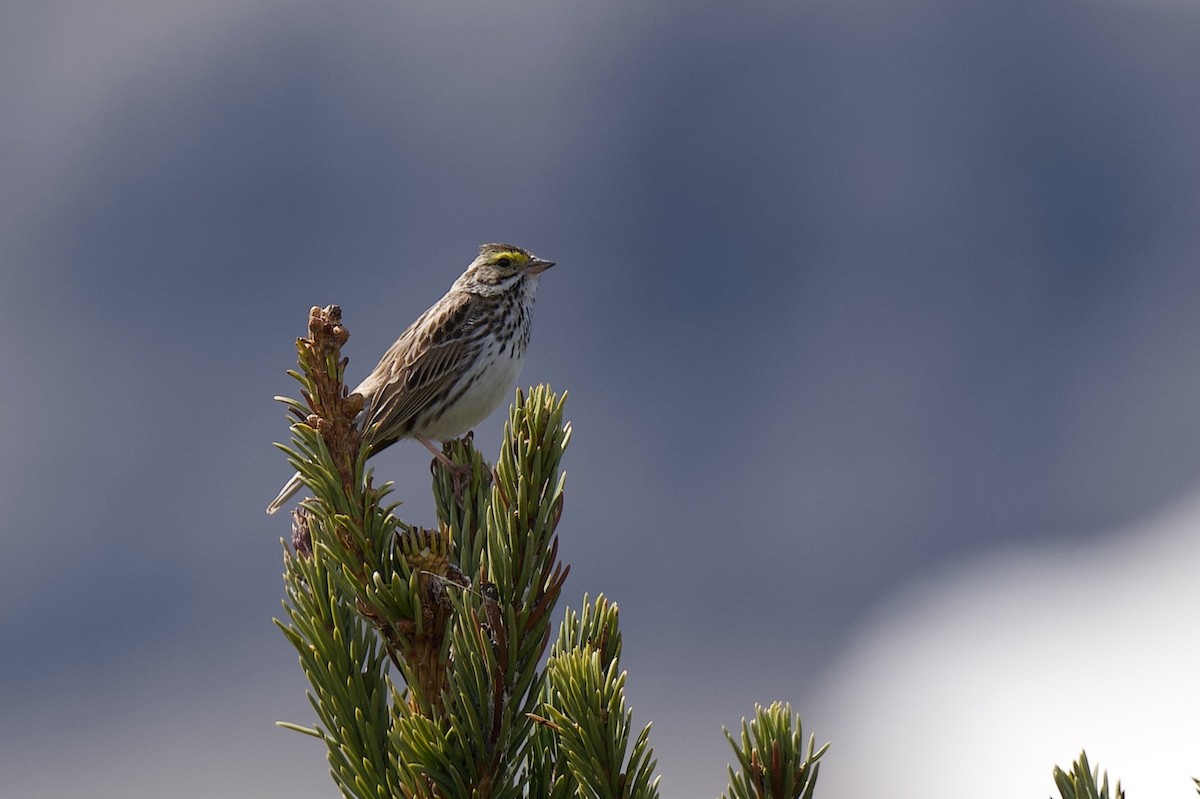 Savannah Sparrow - ML634137529