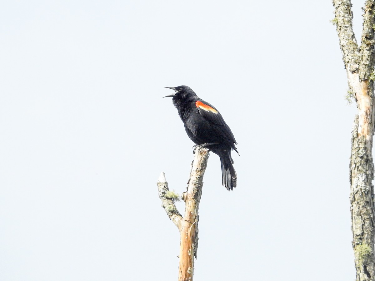 Red-winged Blackbird - ML634137560