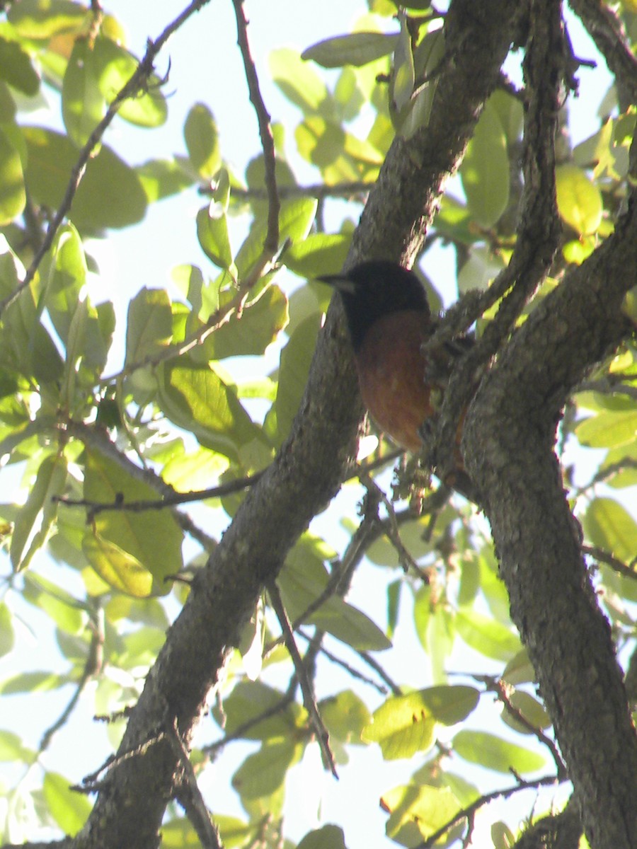 Orchard Oriole - ML634137597