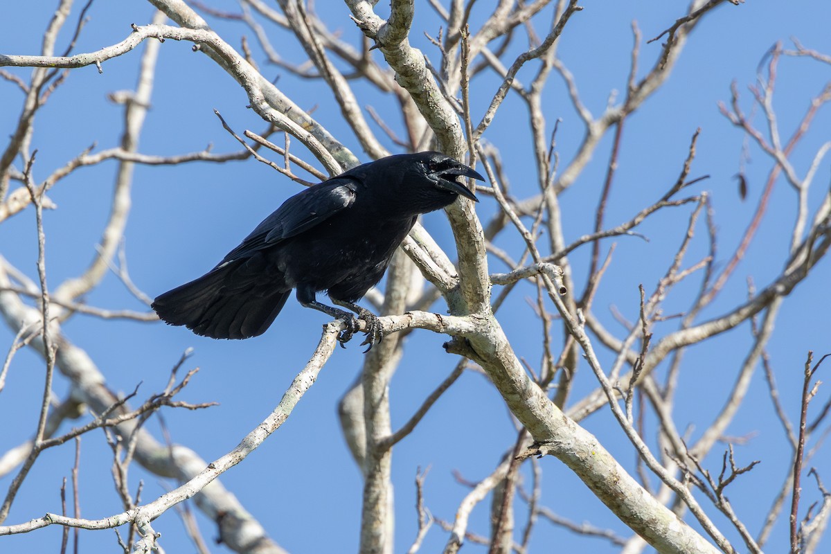 Cuban Crow - ML634137620