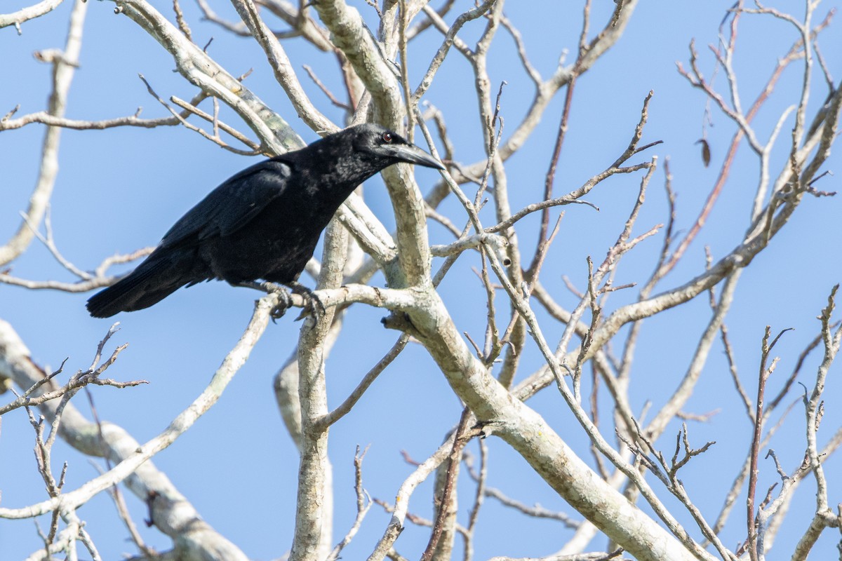 Cuban Crow - ML634137621