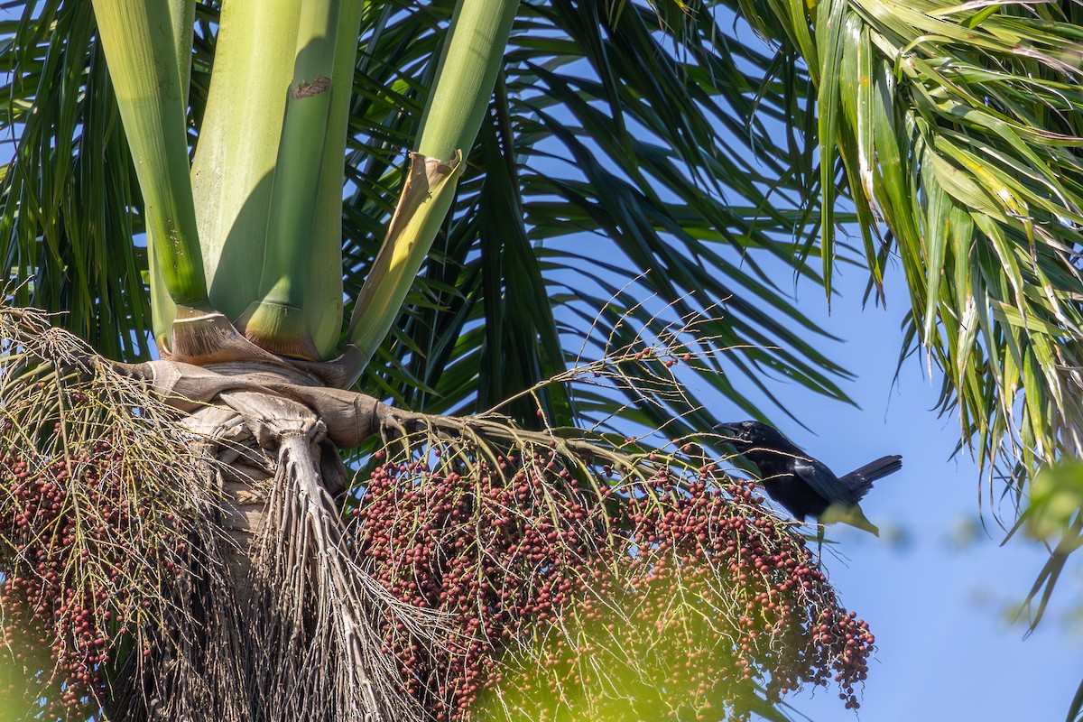 Cuban Palm-Crow - ML634137624