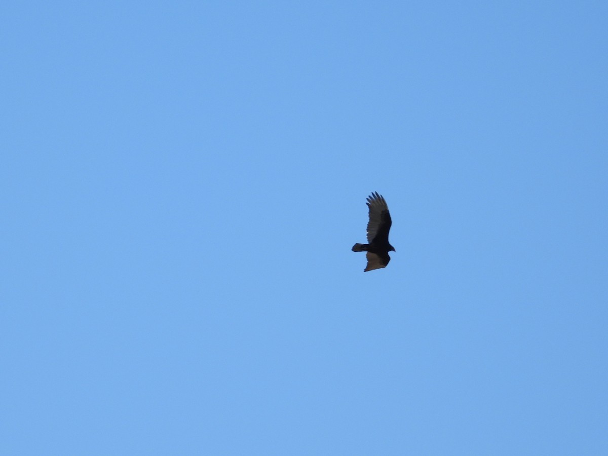 Turkey Vulture - ML634137733