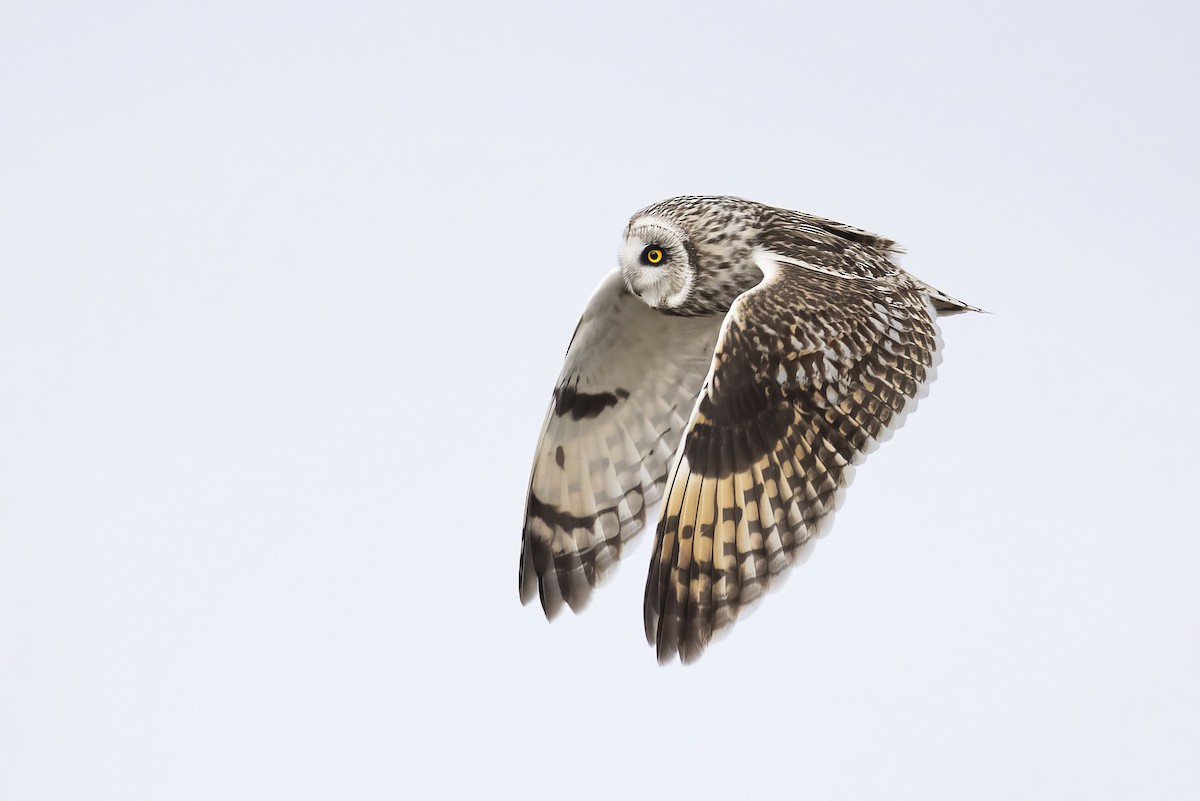 Hibou des marais - ML634137736