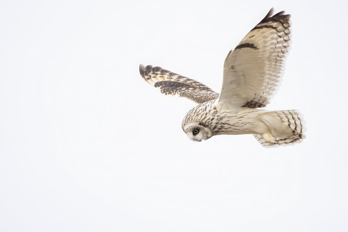 Hibou des marais - ML634137752