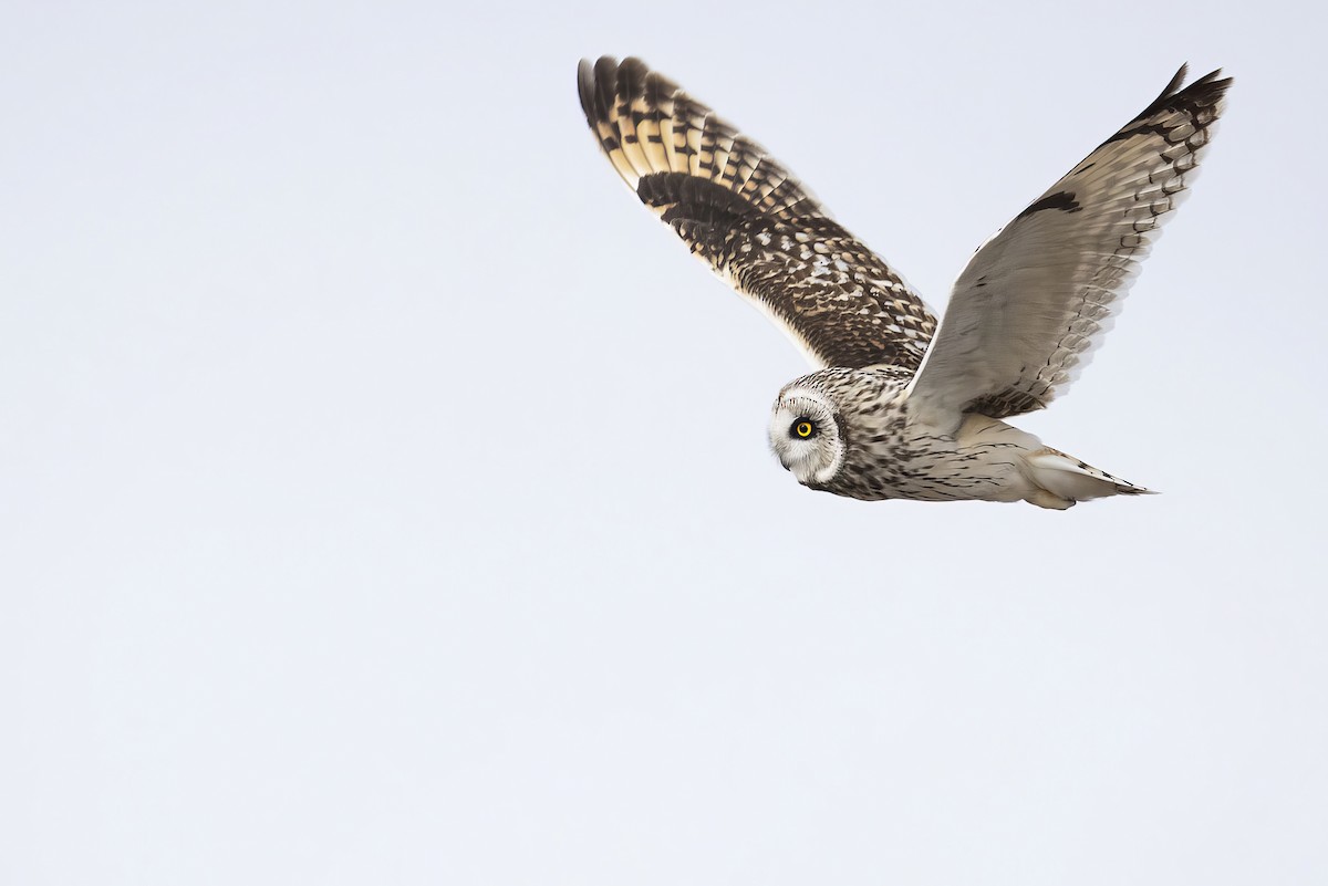 Hibou des marais - ML634137772
