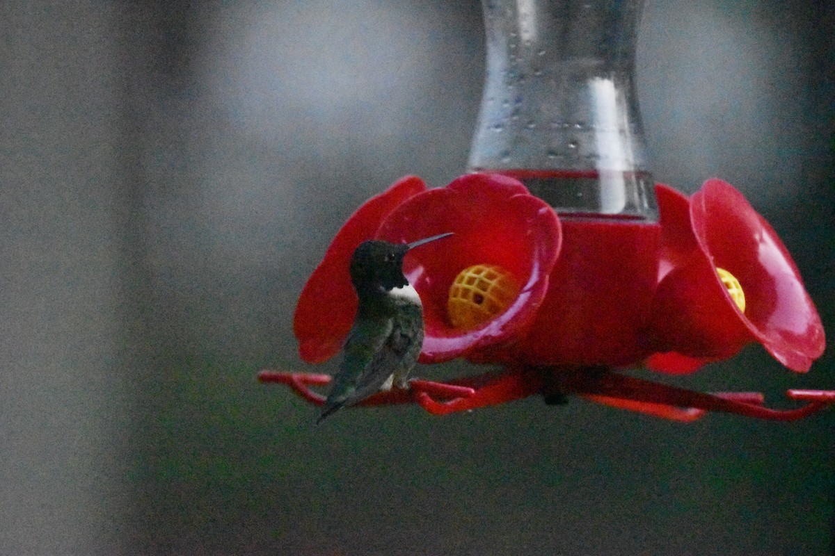 Ruby-throated Hummingbird - ML634137788