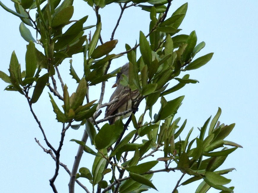 Greater Pewee - ML634137814
