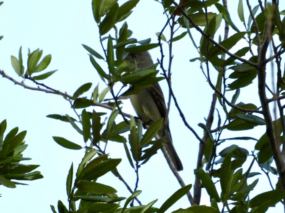Greater Pewee - ML634137815