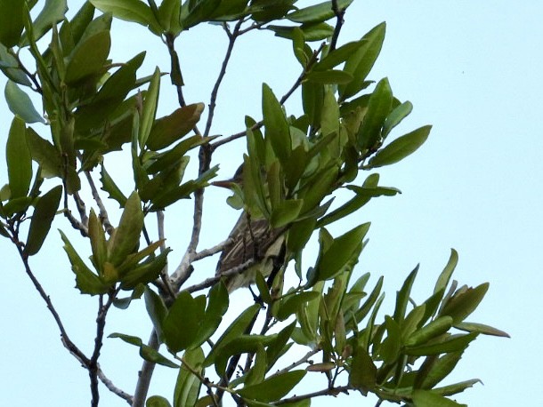 Greater Pewee - ML634137816