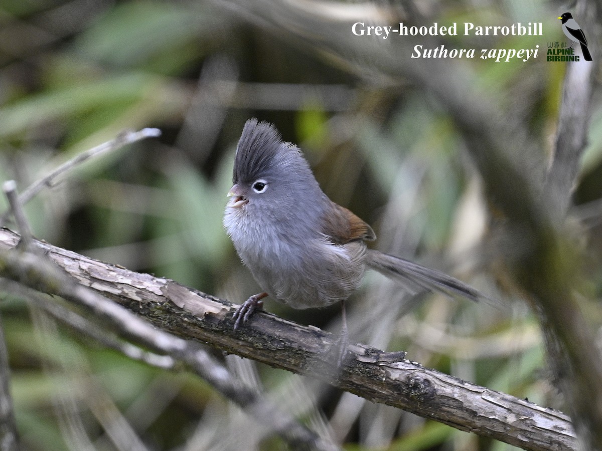 Gray-hooded Parrotbill - ML634137827