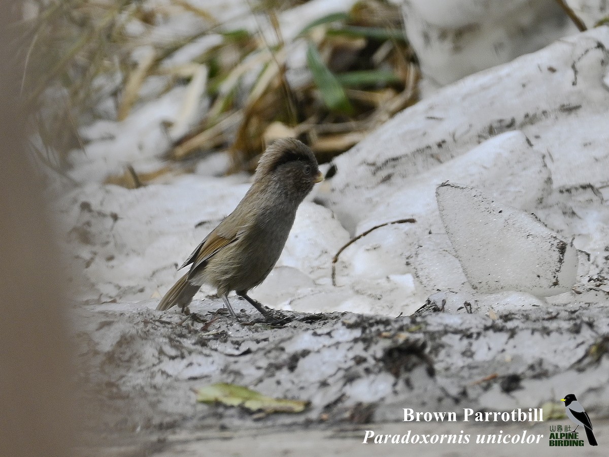 Brown Parrotbill - ML634137849