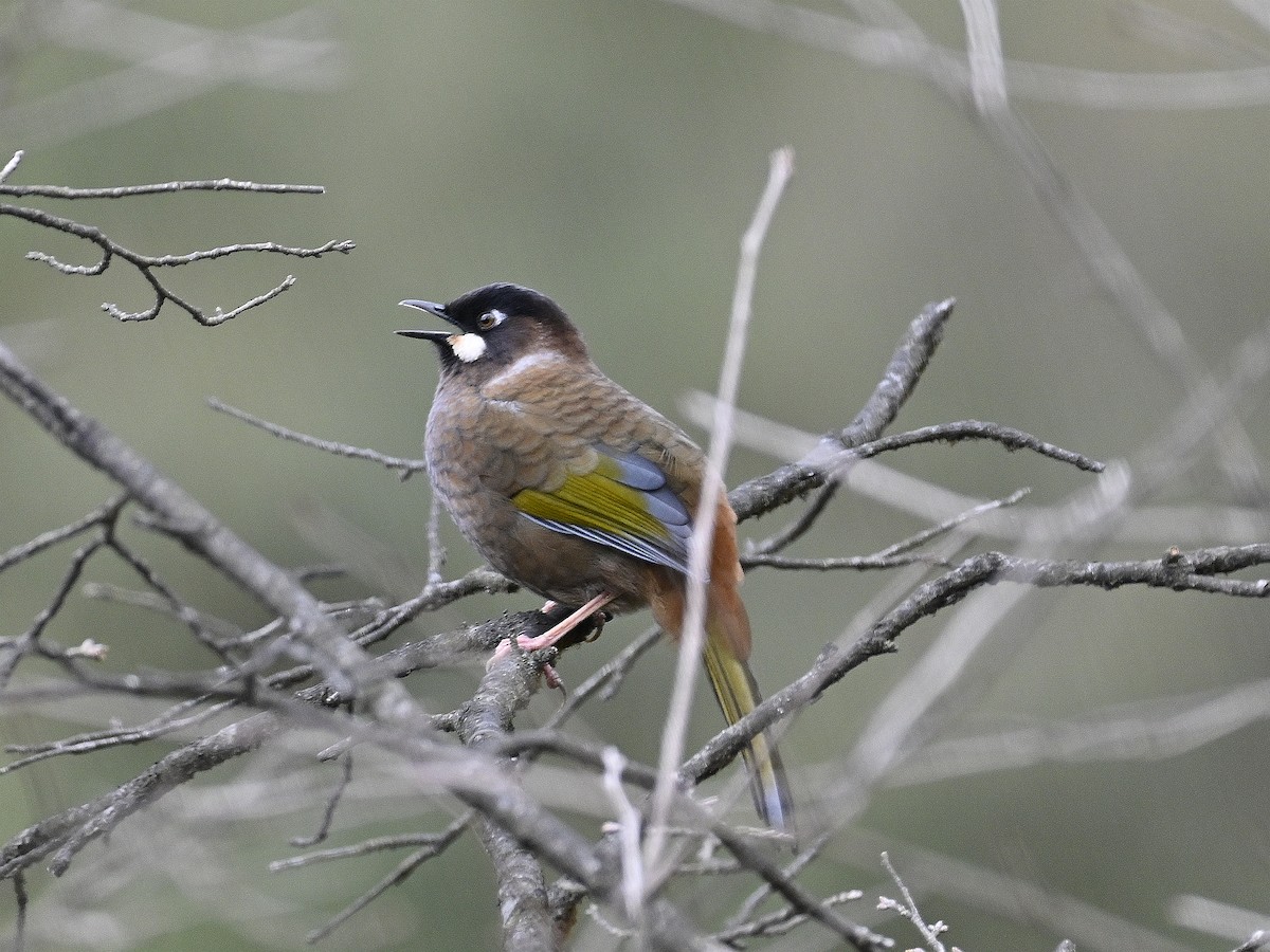 Black-faced Laughingthrush - ML634137871