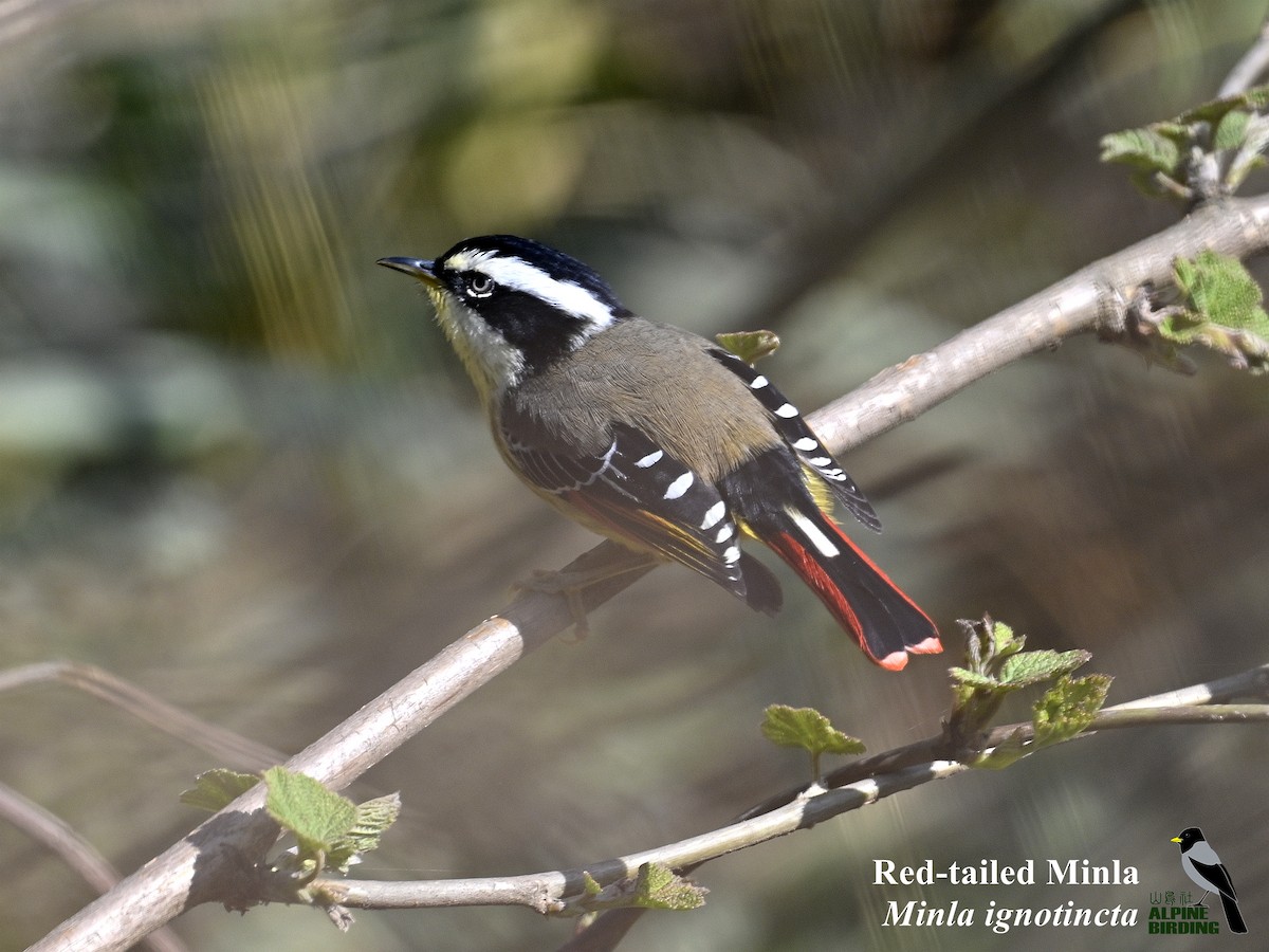 Red-tailed Minla - ML634137902