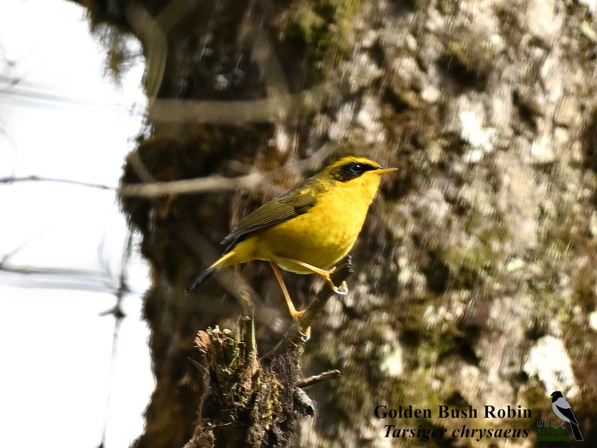 Golden Bush-Robin - ML634137929