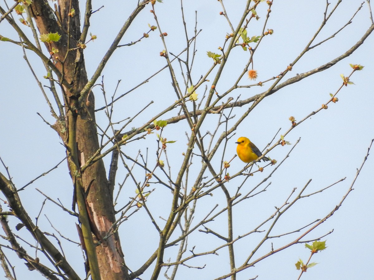 Prothonotary Warbler - ML634138061