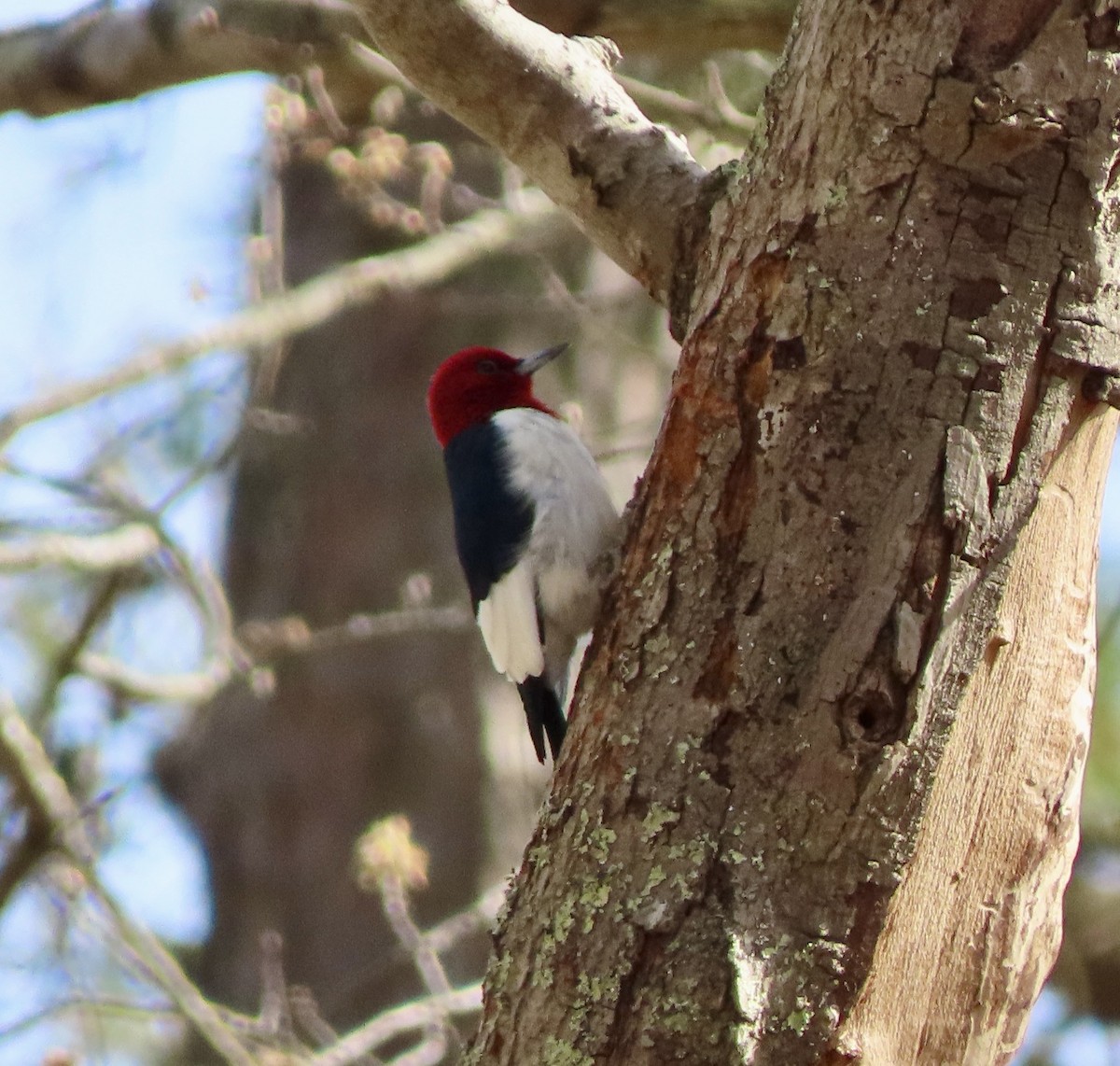 Red-headed Woodpecker - ML634138115