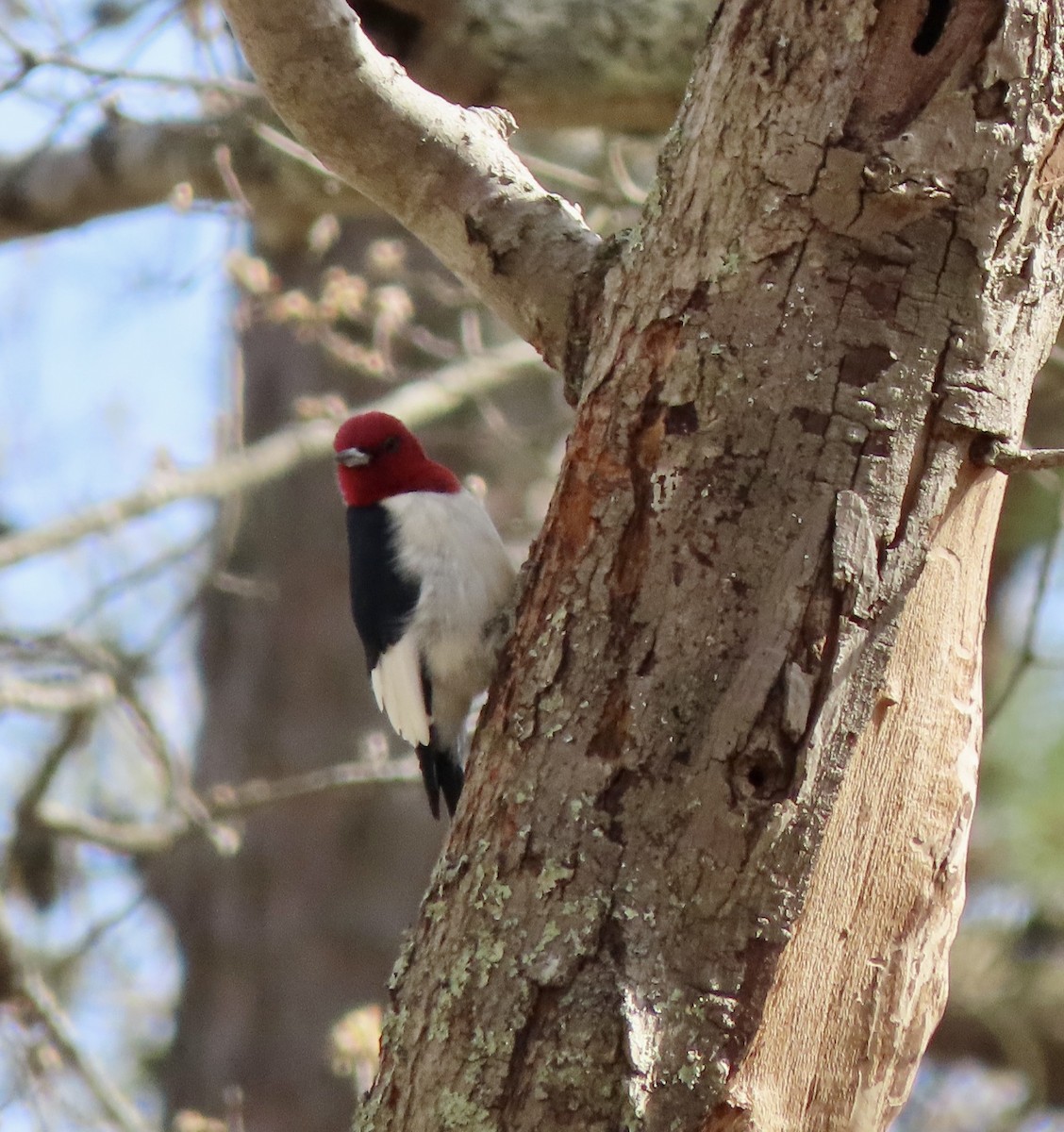 Red-headed Woodpecker - ML634138116
