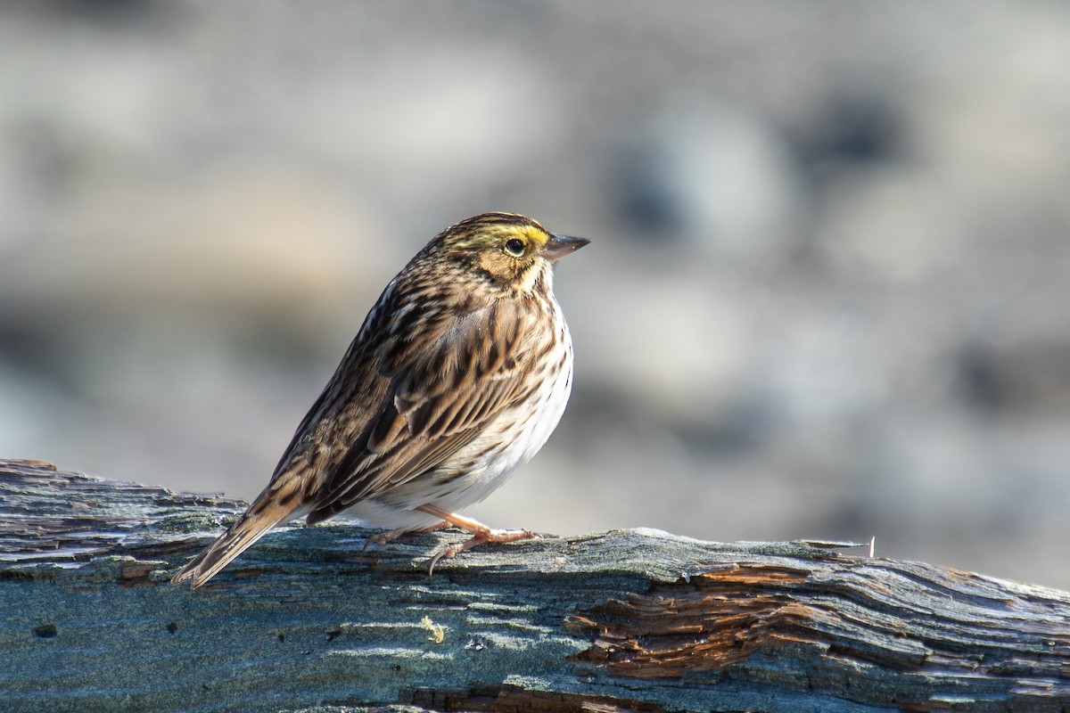 Savannah Sparrow - ML634138155