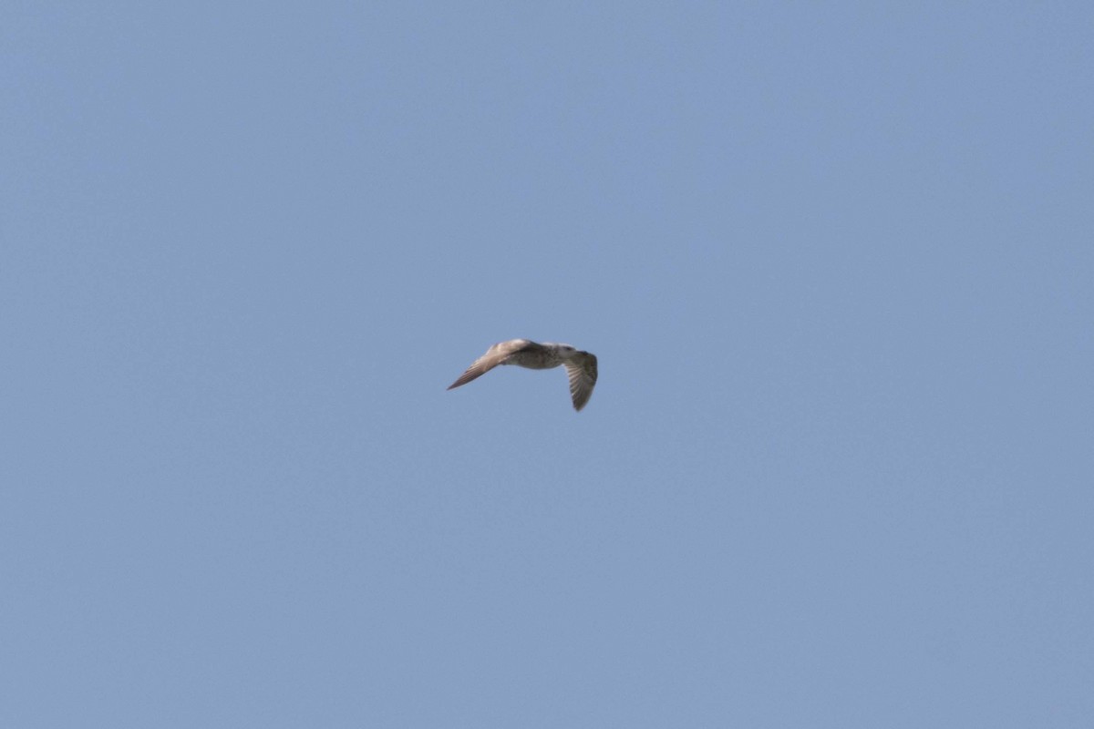 American Herring Gull - ML634138209