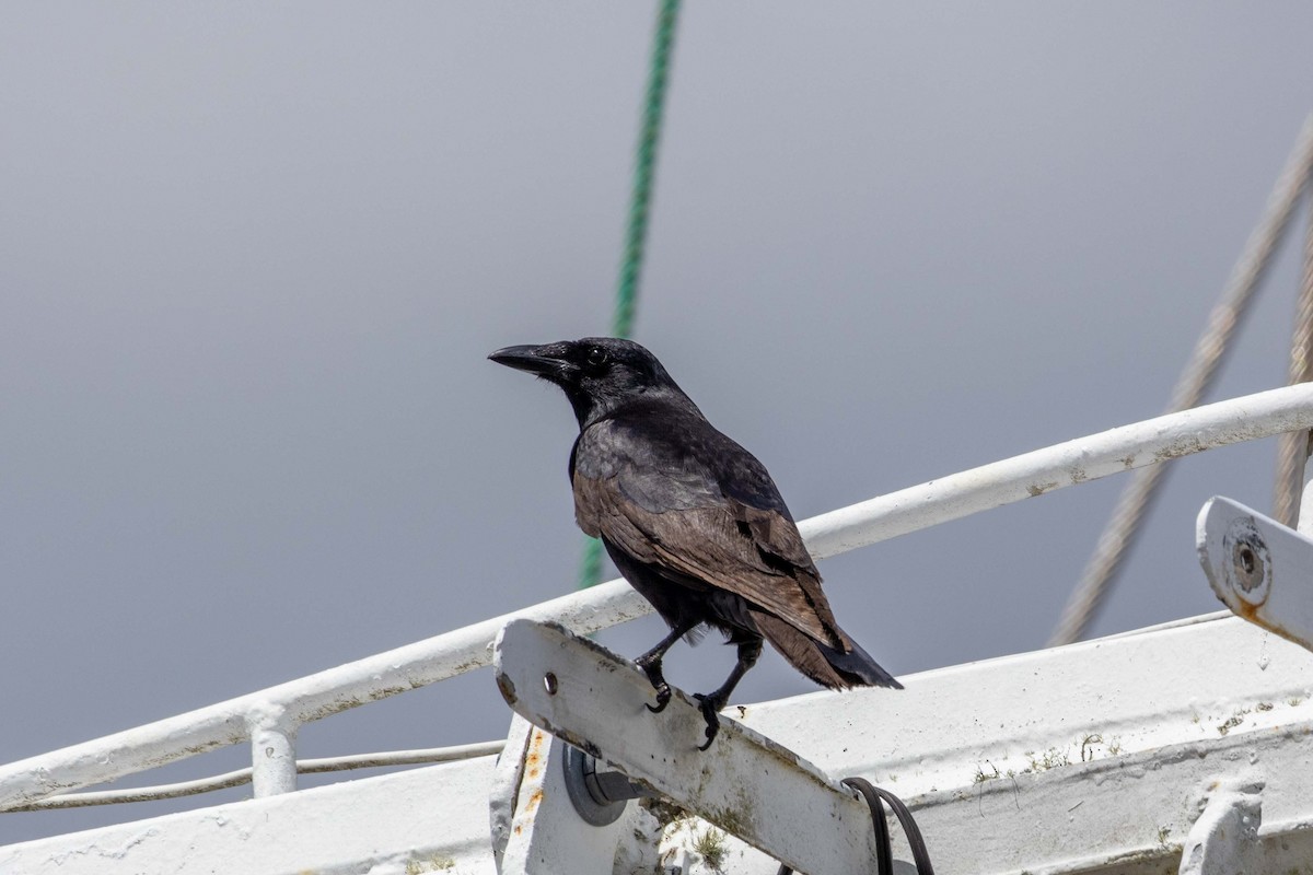 Fish Crow - ML634138237
