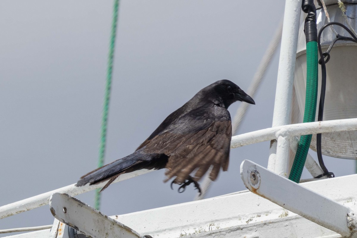 Fish Crow - ML634138238