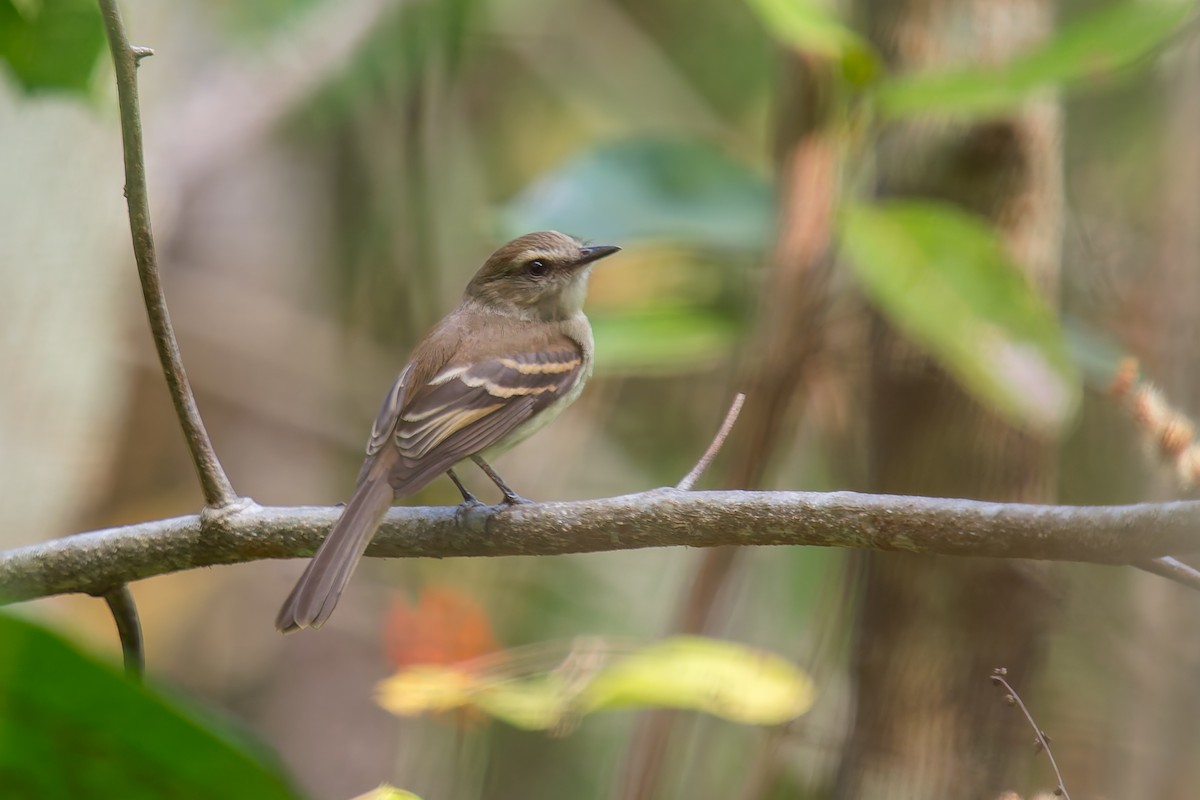 Fuscous Flycatcher - ML634138349