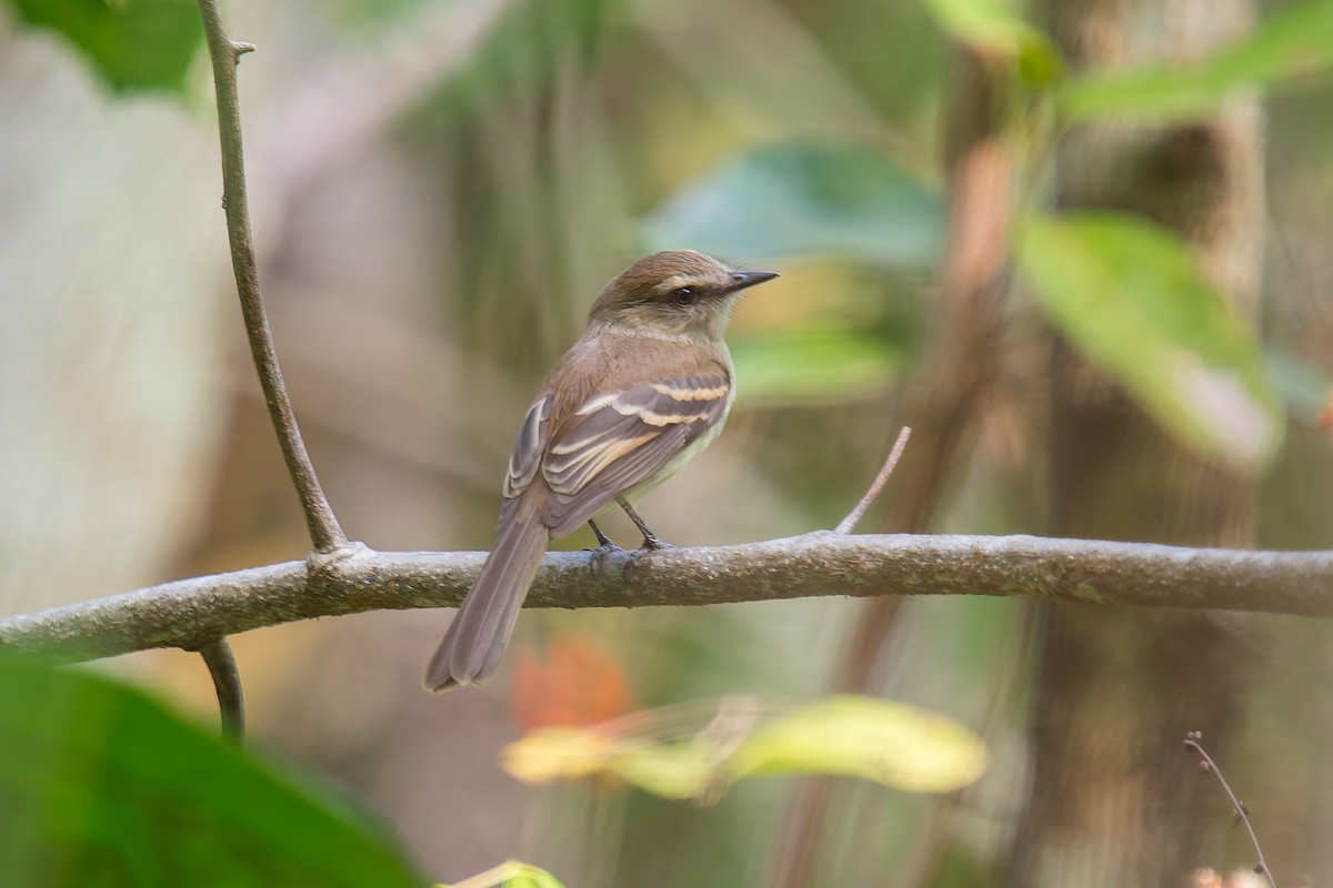 Fuscous Flycatcher - ML634138350