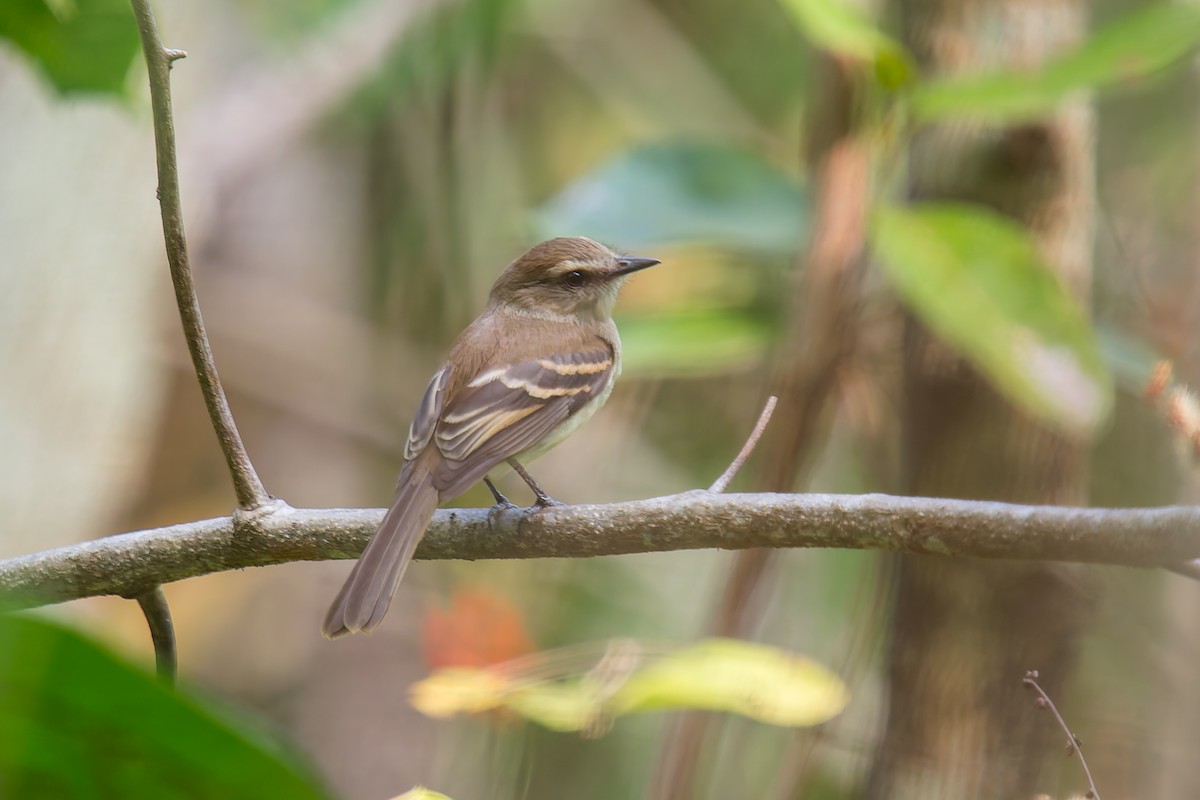 Fuscous Flycatcher - ML634138352