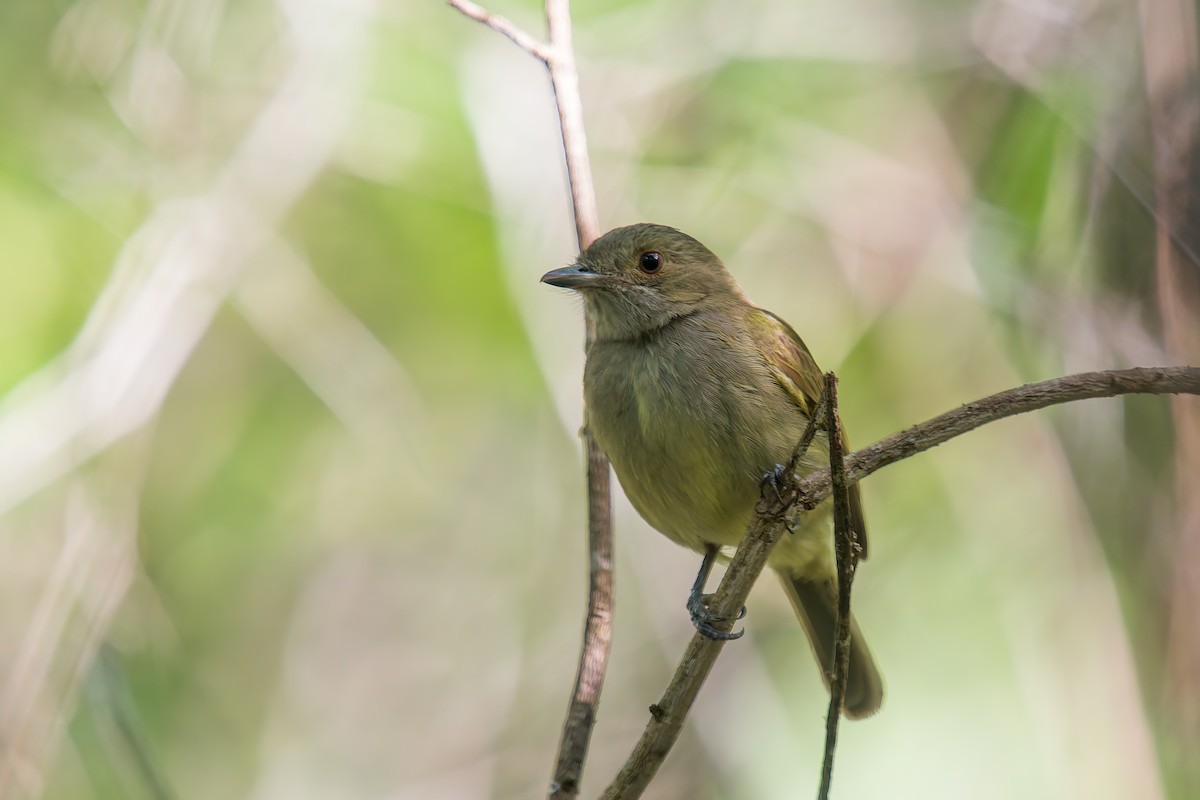 Pale-bellied Tyrant-Manakin - ML634138377
