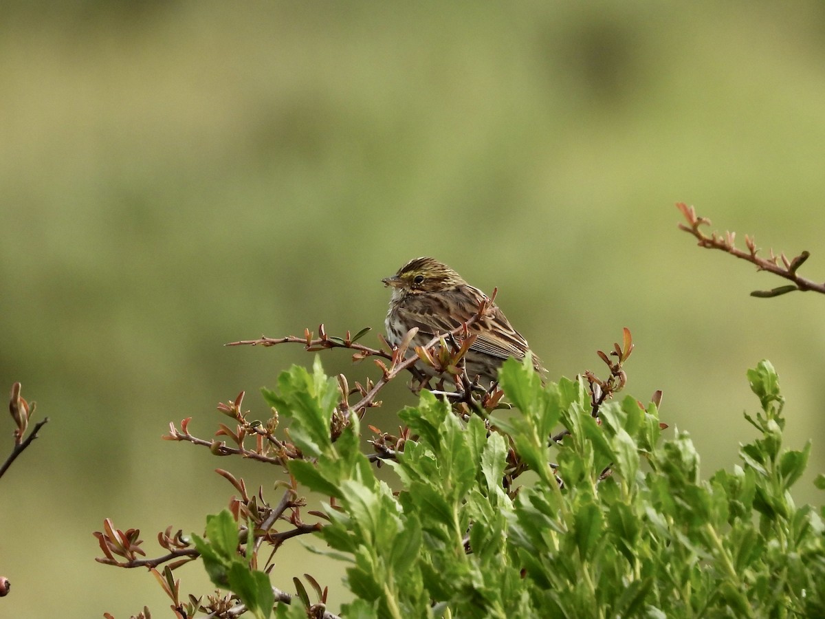 Savannah Sparrow - ML634138400