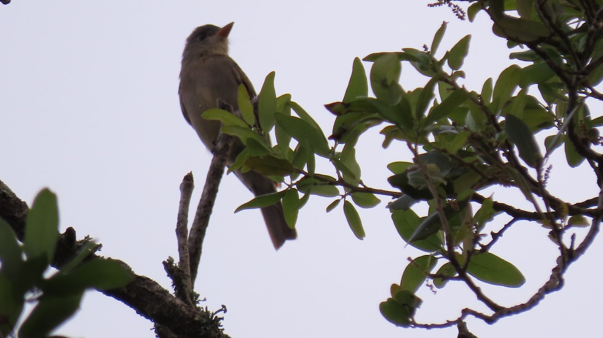 Greater Pewee - ML634138458