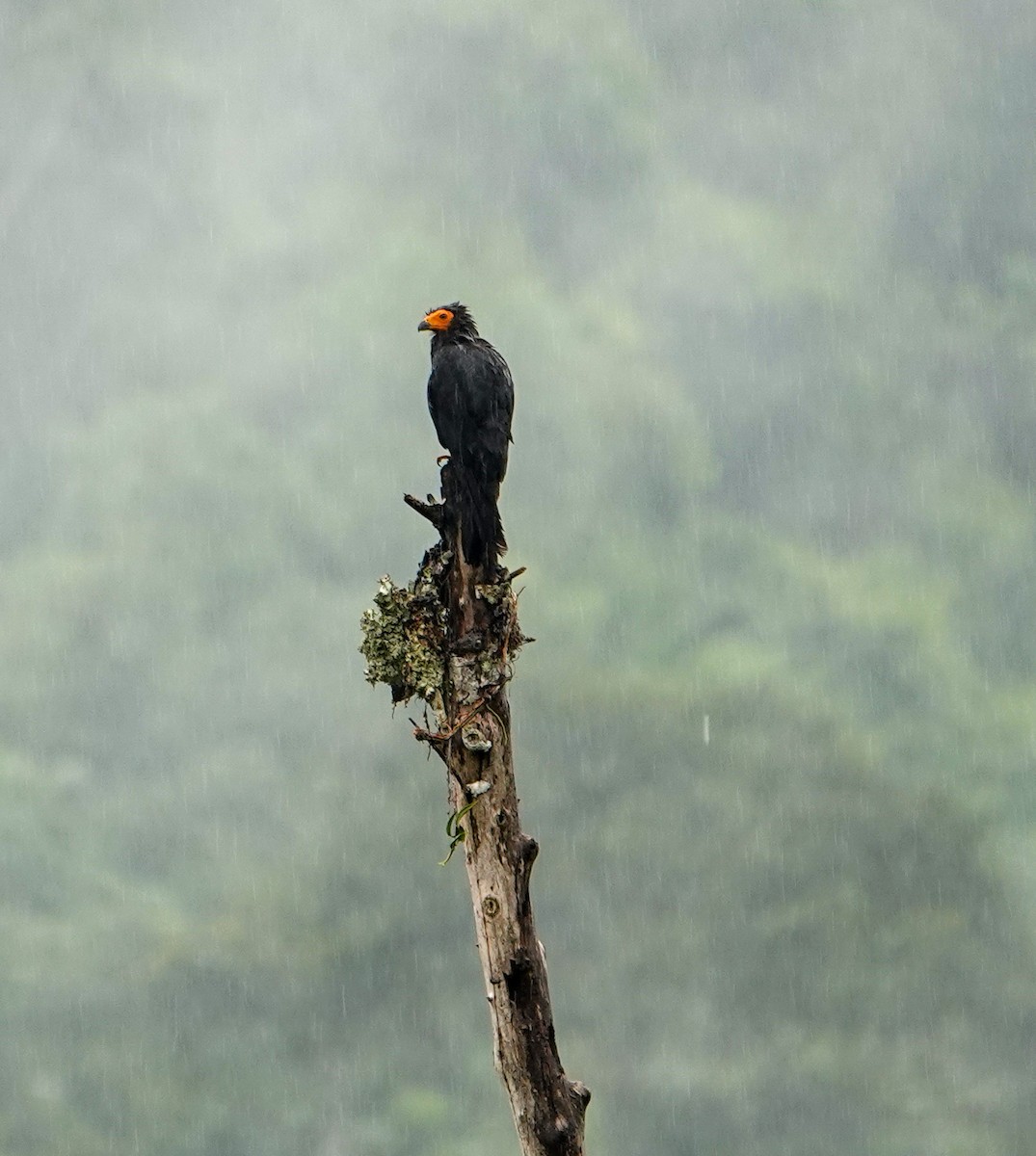 Black Caracara - ML634138464