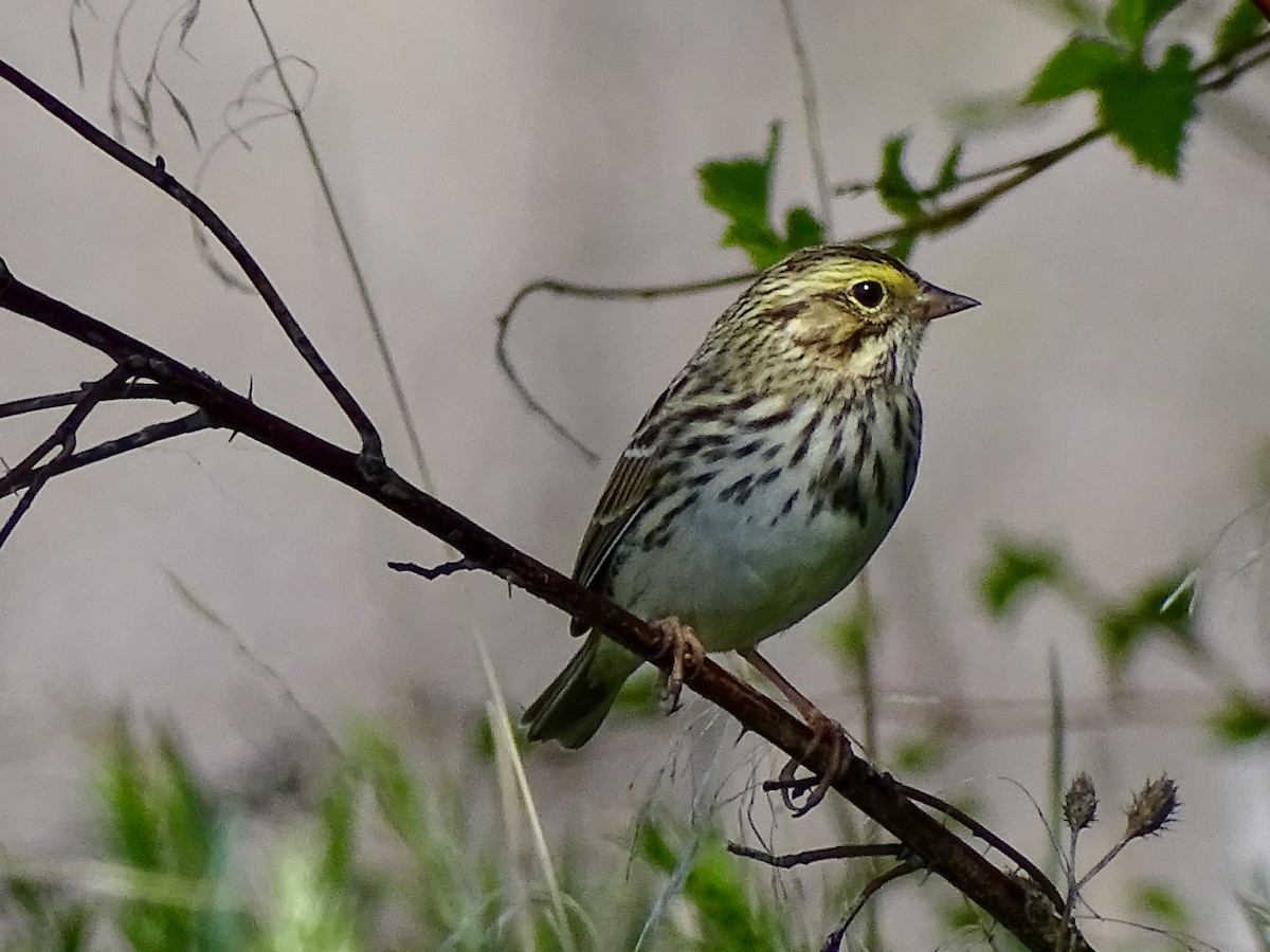 Savannah Sparrow - ML634138465