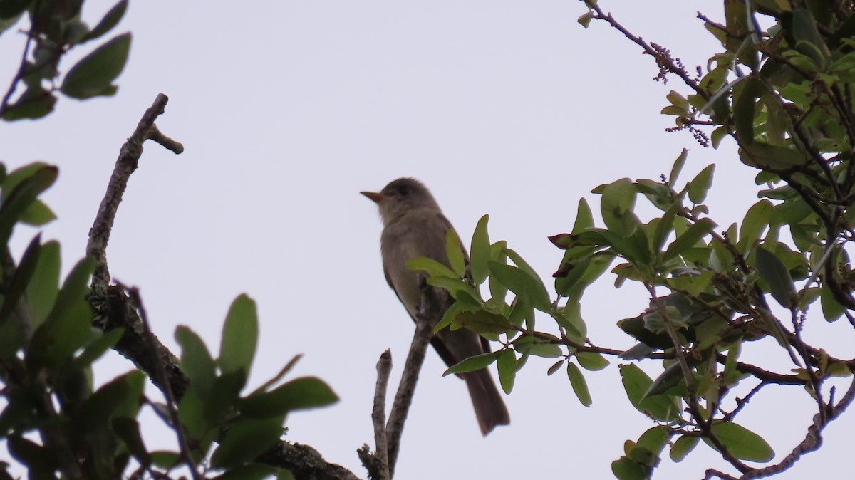 Greater Pewee - ML634138472