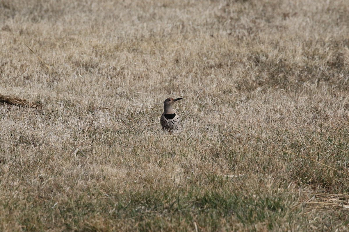 Northern Flicker (Red-shafted) - ML634138485