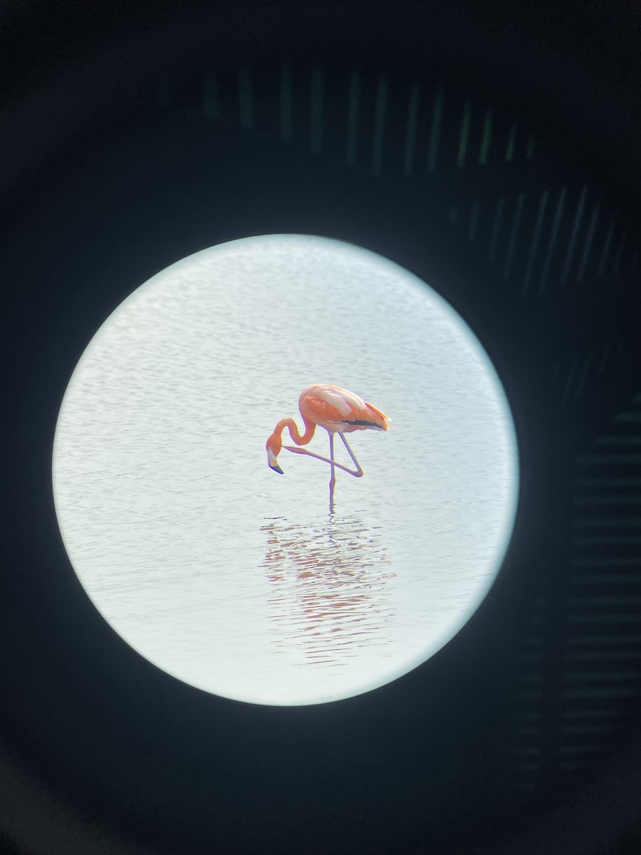 American Flamingo - ML634138486