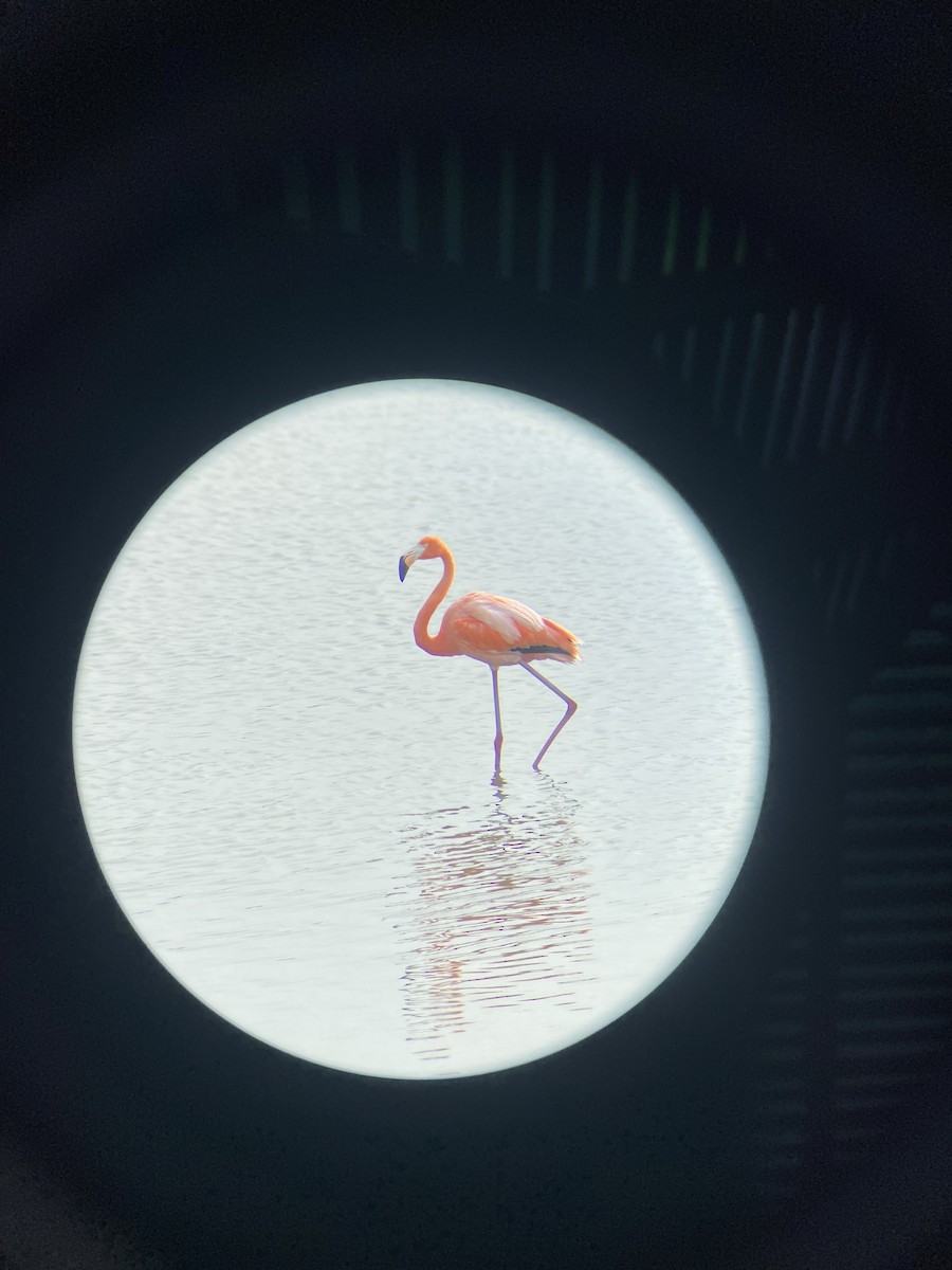 American Flamingo - ML634138487